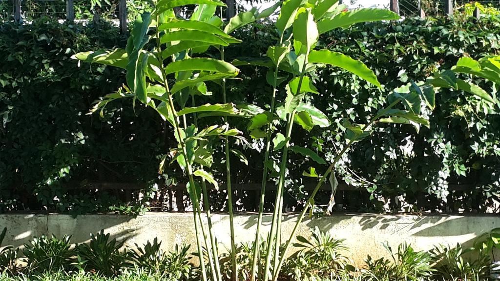 Marumadi Planeta Mocambique S. Vincente de Paulo Dış mekan fotoğraf